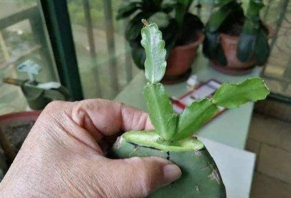 几月份嫁接蟹爪兰成活 7bcda0df4b9348078689147012bd1939.jpeg