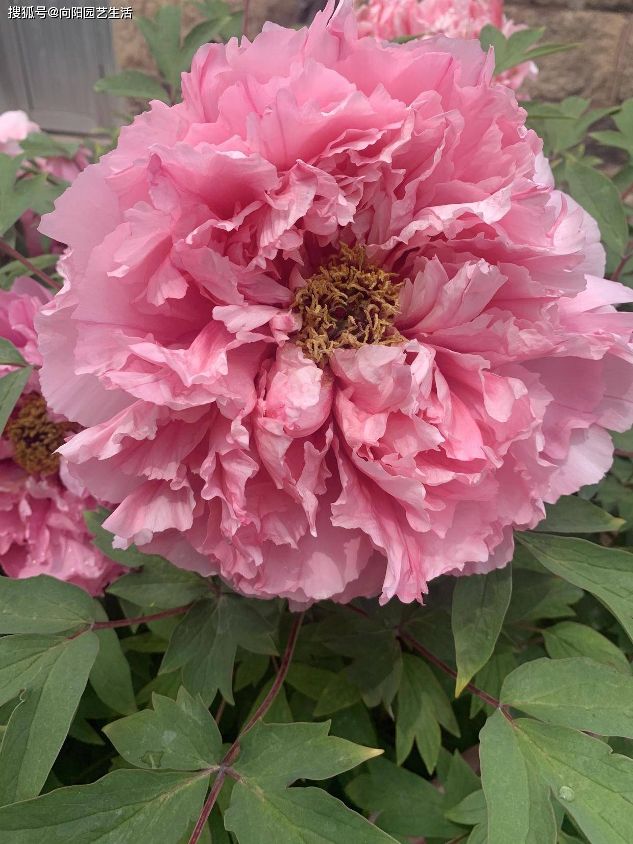 牡丹开花了 花瓣直径公分 只要肥用对了 花开的就很大 花苞 牡丹开花了 花瓣直径公分 只要肥用对了 花开的就很大 花苞