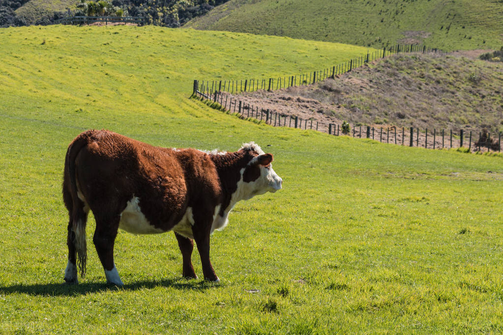 养殖关注农业农村部加快推进畜禽屠宰立法