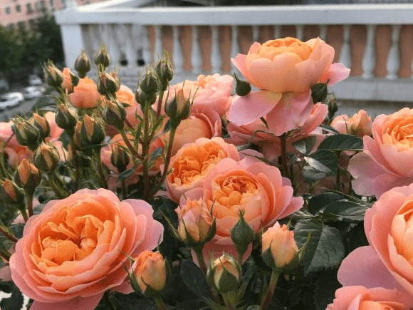 南方适合种什么月季 af5d8a1979e14cb881f3b8005e5347cc.png