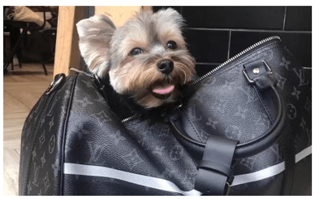 前国脚娶二婚富婆婚后如胶似漆生活奢华用lv包装宠物狗