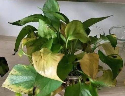 盆栽花卉怎么浇水 3eeea0a033cb4cb1b80f33c7610702a0.jpeg