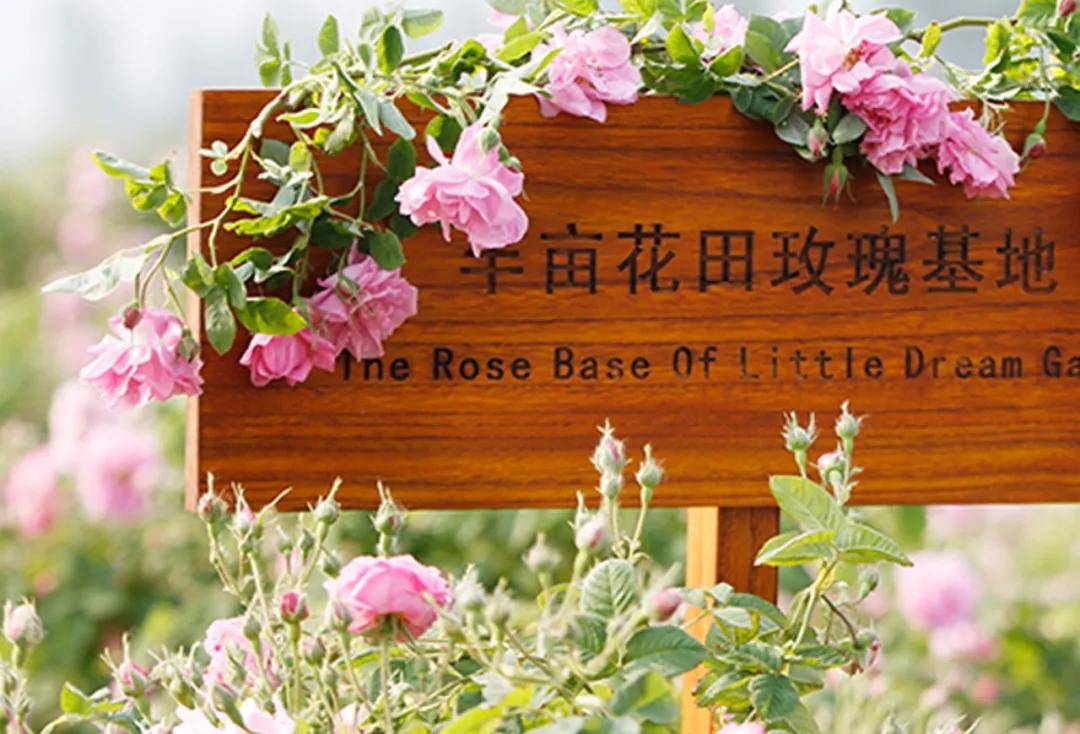 趋势丨半亩花田亮相中国化妆品趋势大会 探讨新国潮下的国货品牌