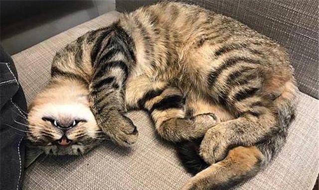 什么|狸花猫在书架上做了个窝，主人回家看到猫咪的新窝后，气到发抖