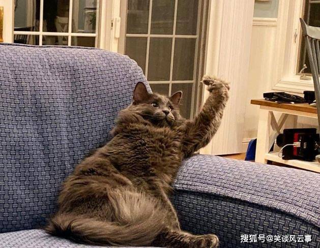 揭秘午间梦境,一只奇怪的猫与一只奇怪的狗 揭秘午间梦境,一只奇怪的猫与一只奇怪的狗