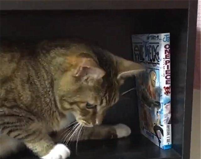 什么|狸花猫在书架上做了个窝，主人回家看到猫咪的新窝后，气到发抖