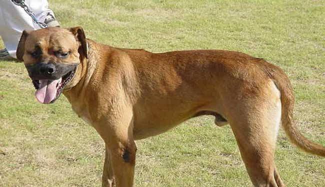 世界上最猛的3种狗 日本土佐榜上有名 很少有人敢养 圣伯纳