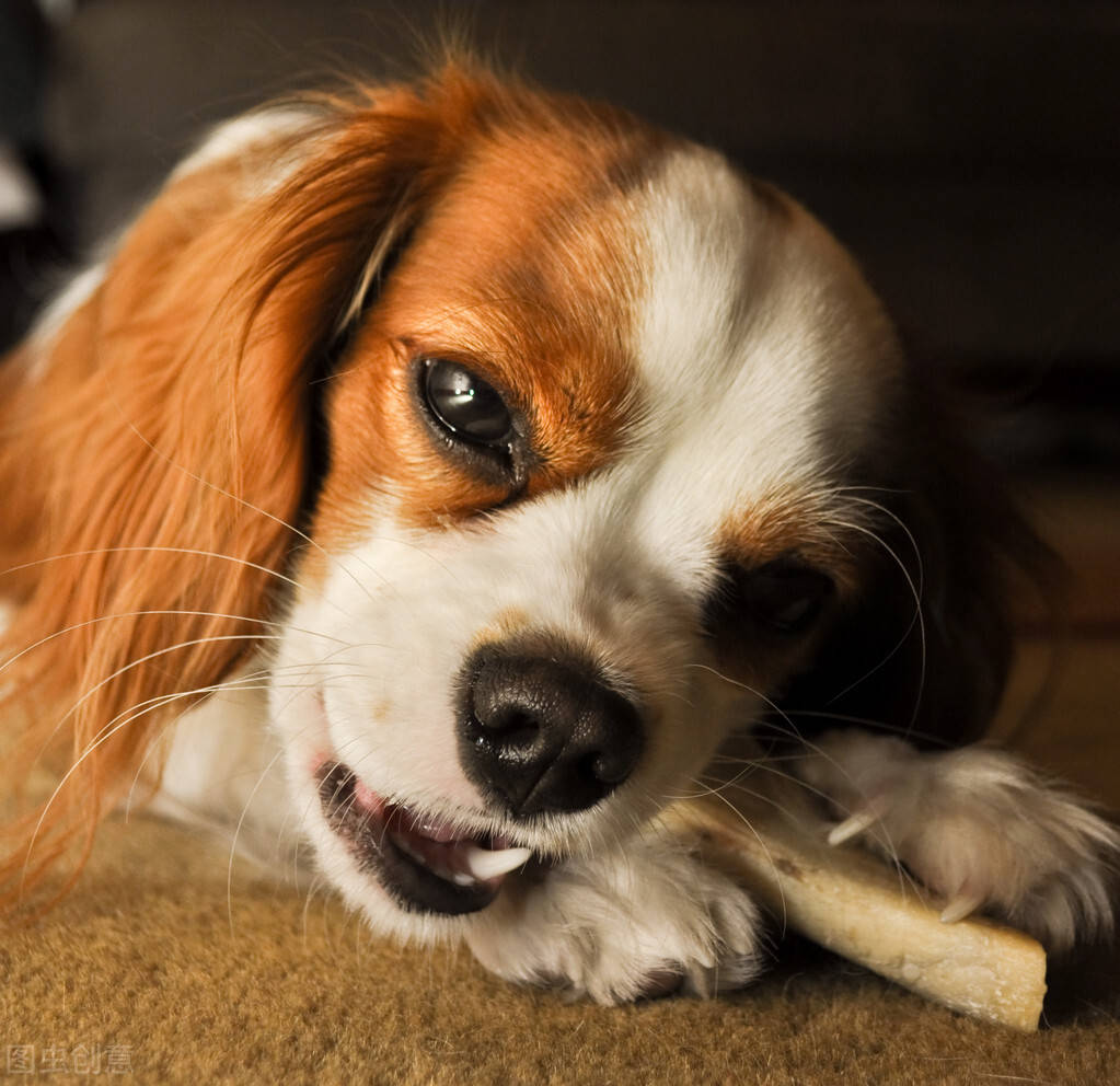 原创狗是如何啃掉硬骨头的