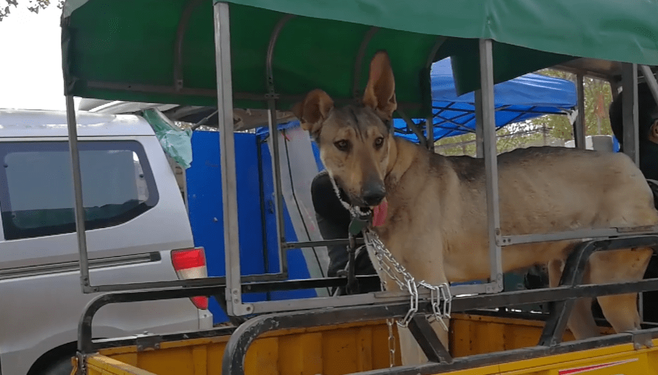 如何教狗狗上三轮车 45bbd29516fa4c599f9ea908202eb347.png