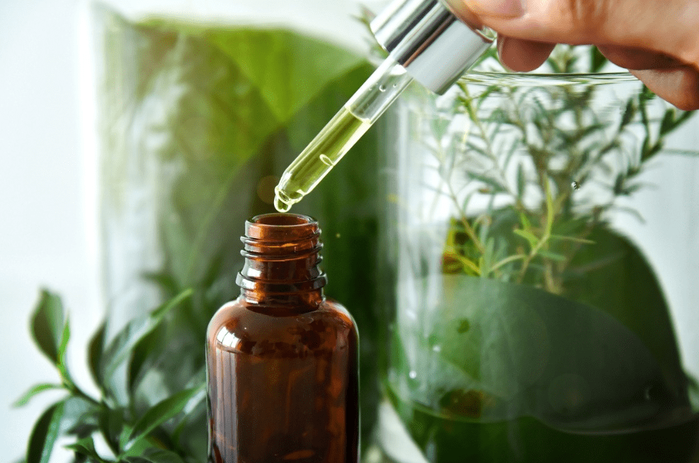 花梨木,给你新生的力量