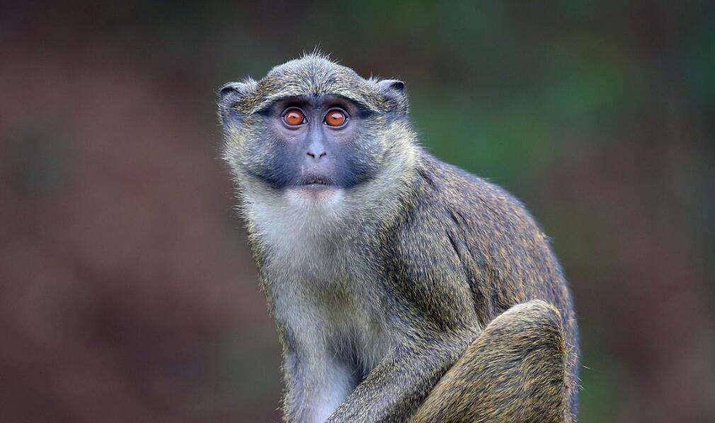 狒狒属于什么动物 a19677b8ebb648b68b462c682633e7ac.jpeg