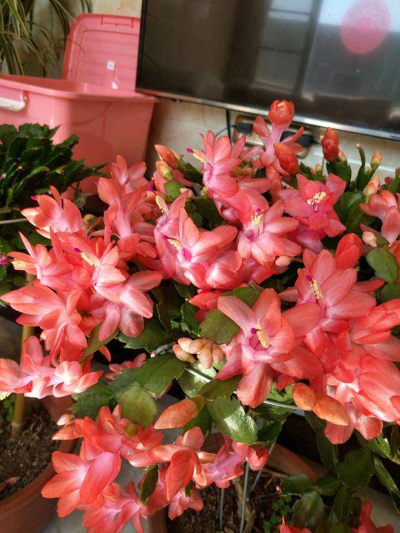 几月份嫁接蟹爪兰成活 a951cfe62fee4952bc40e9a9db75a232.jpeg