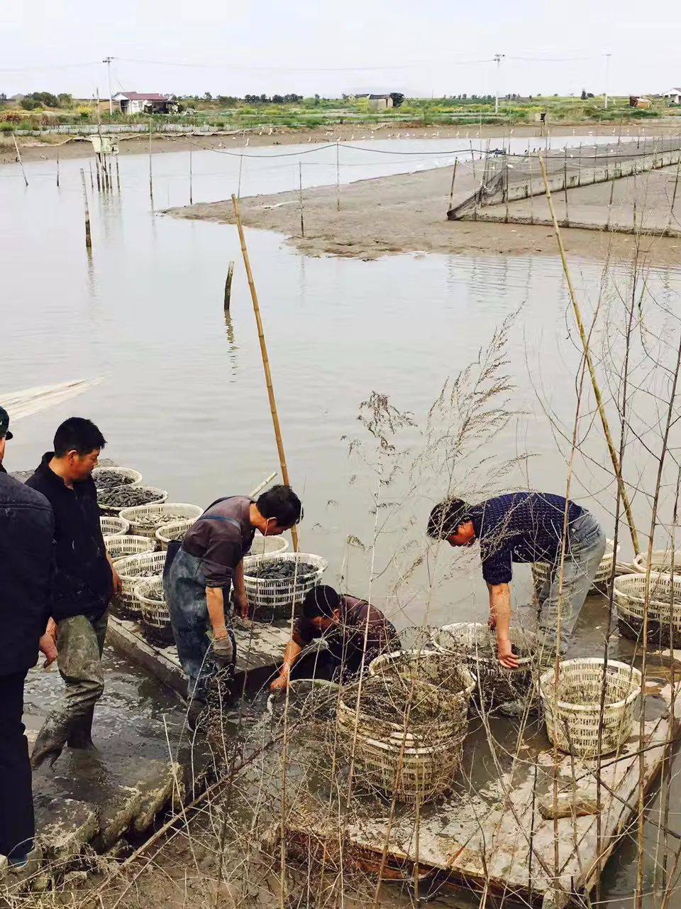 原创
【海错图爱情笔记】莫扎特跟蛏子一样,有恋污癖?!
蛏