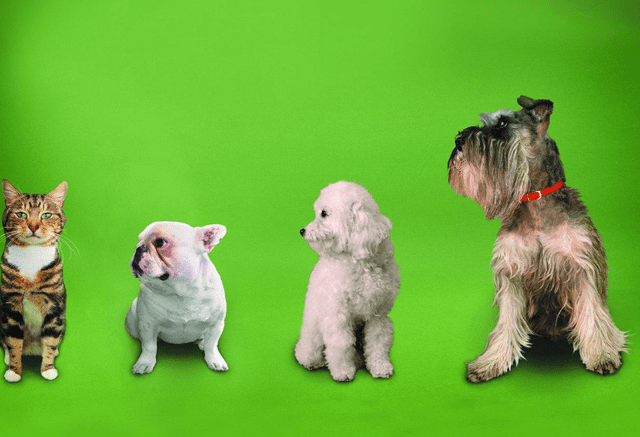 怎么看小狗性格怎么样 e2f6fafb7955429fb5e631ae3a54ca95.png