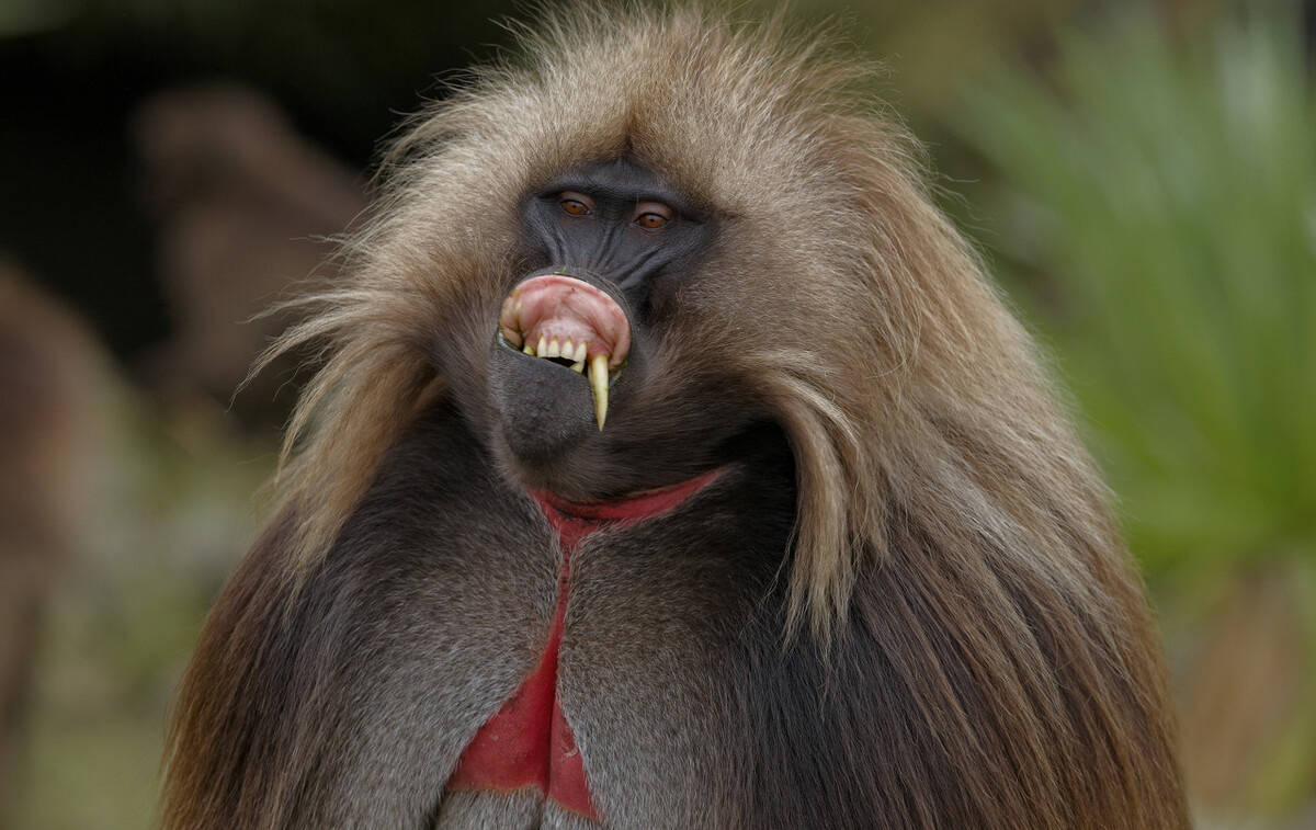 狮尾狒狒会组成单身汉家族家族中的雄性狮尾狒狒成年后便会离开自己的