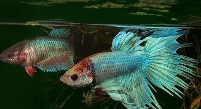 斗鱼的小鱼几天