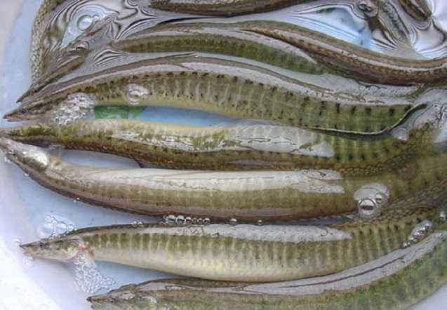 原创北方吃不到南方才有的鱼背上带刺被称为刺王鱼有价无货