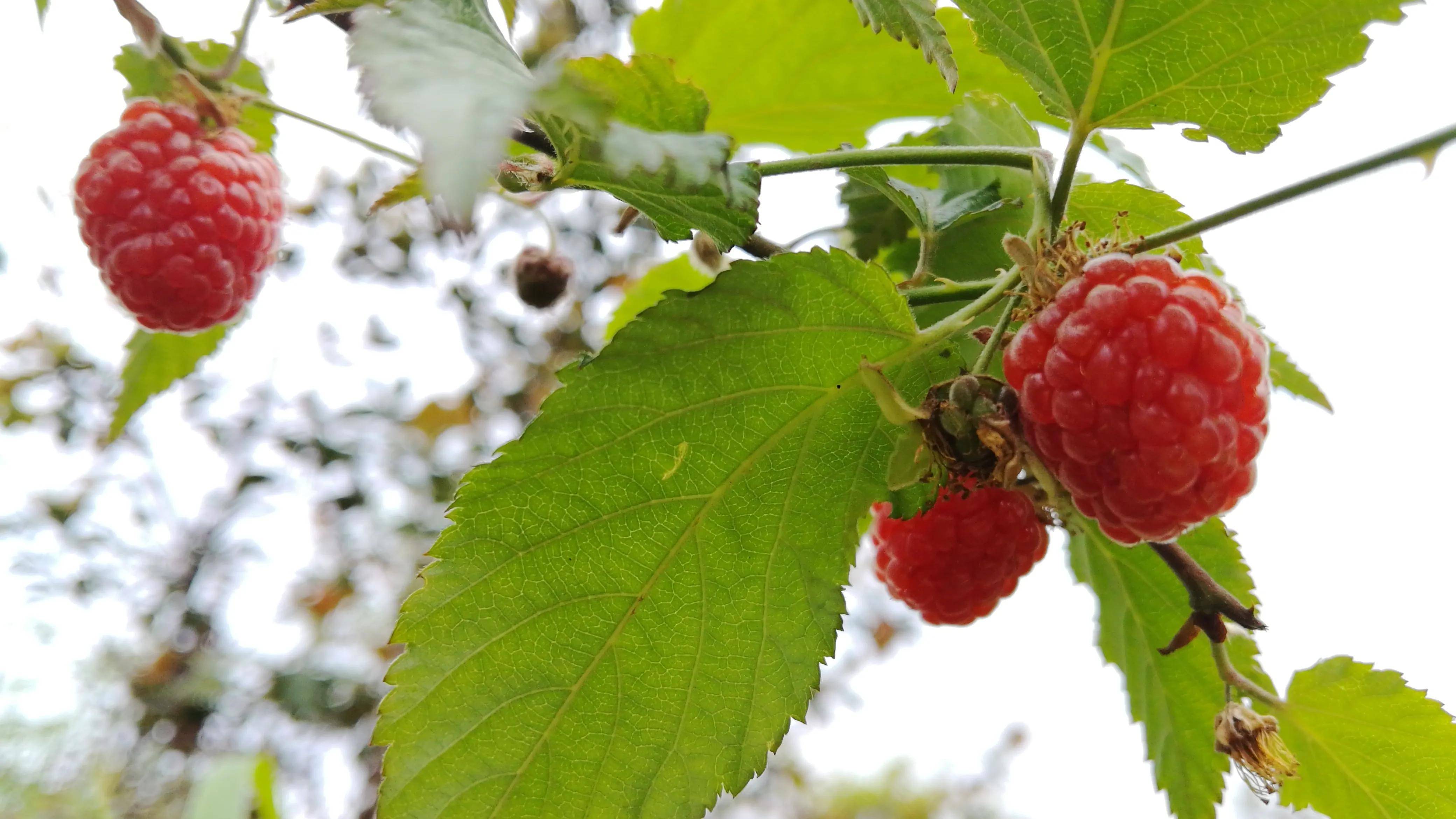 湖南资兴罗仙岭小时候最喜爱的山野美味令人垂涎欲滴的四月泡