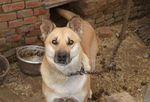 梦到与狗打架，吉凶寓意的深度解析