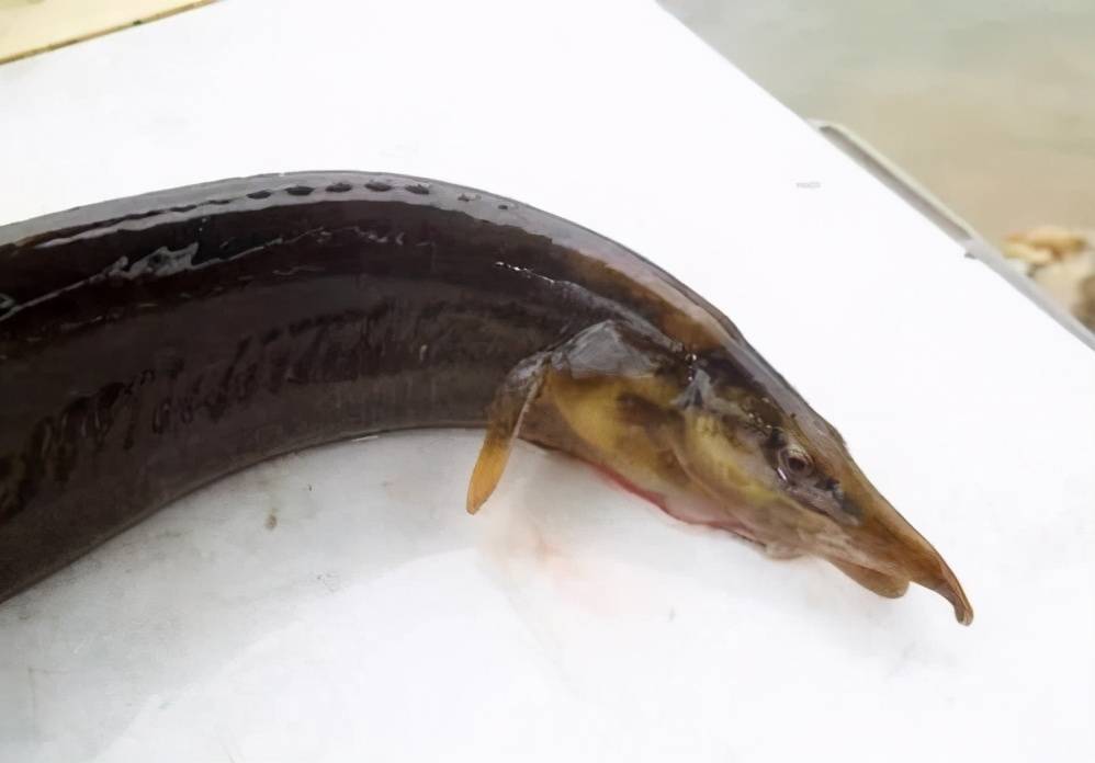 原创农村有一种背上带刺的鱼,60元一斤的价格,为什么少有农民养殖?