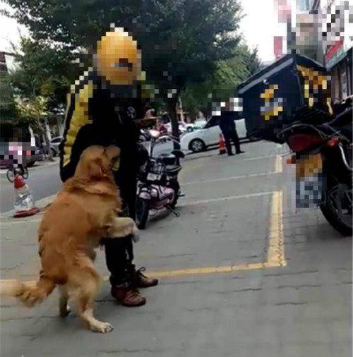 因主人經常叫外賣，聰明金毛認准外賣小狗，抱著大腿打劫不讓走！ 萌趣萌寵 第3张