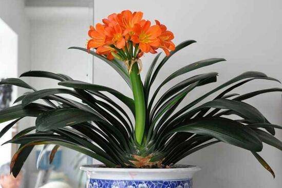 楼房里必养的8种花 家里养这8种花招财又旺财 风水