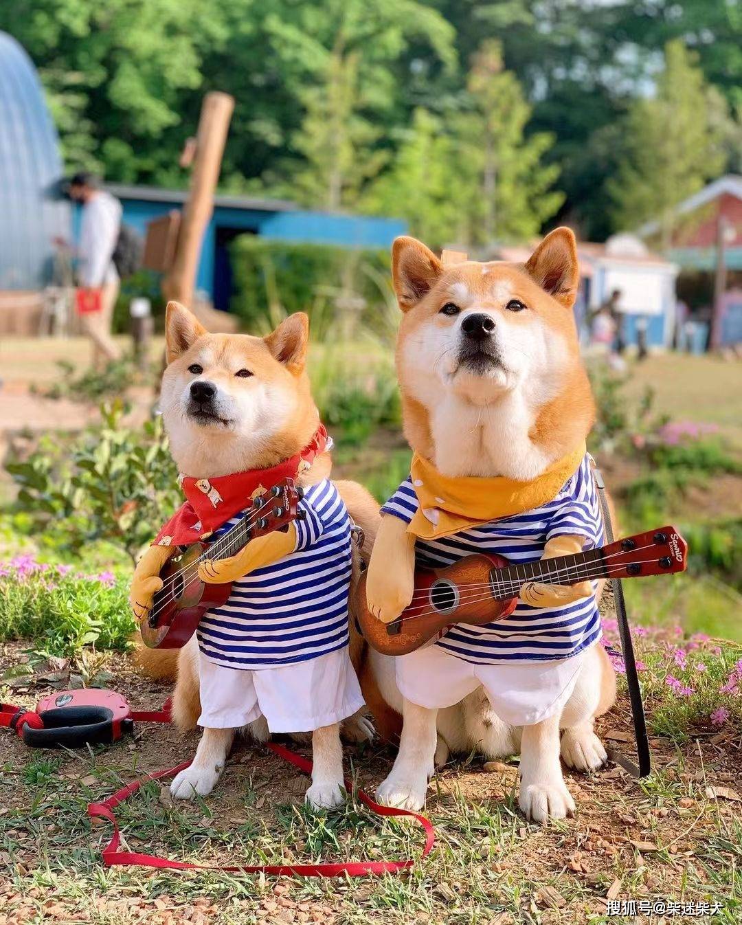《向往的生活》中的柴犬,为什么突然这么受欢迎?_狗狗