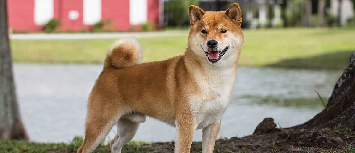 柴犬性格怎么样 新手第一次养柴犬可以养好吗 日本