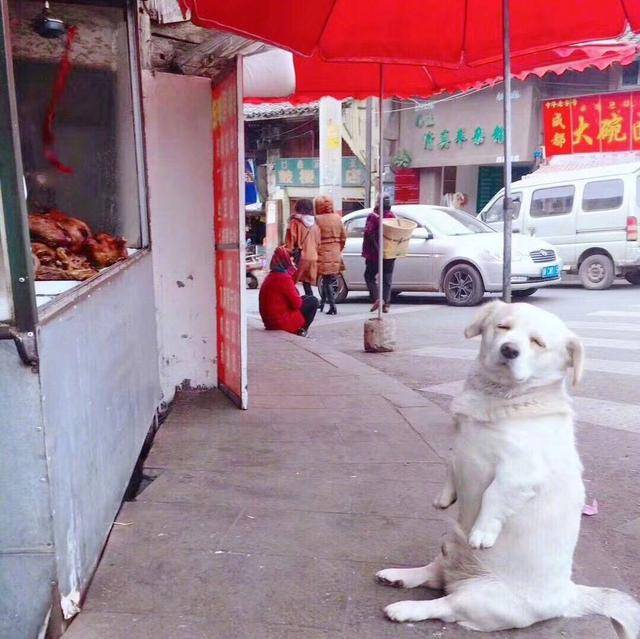 主人牽著狗狗出門散步，中途發現狗不見了，一轉頭笑到直不起腰！ 萌趣萌寵 第2张