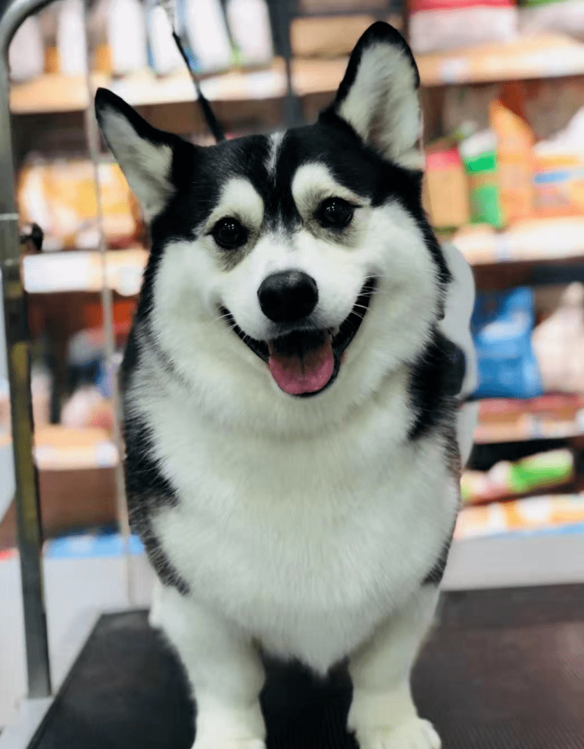 小短腿"哈士奇"突然火遍全网,主人却辟谣:它和二哈完全没有关系!