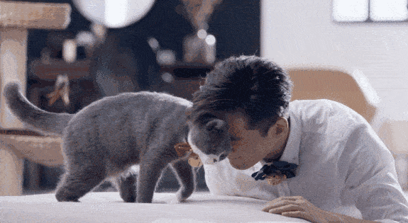猫咪|当向来霸道的猫咪落到了猴哥手里,怕是少不了撸秃一层毛