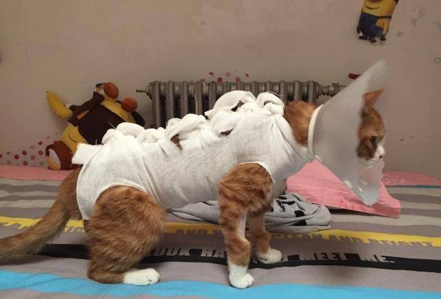 几个月做绝育 5f4cbedc8f8d4890981608e473f78130.jpeg