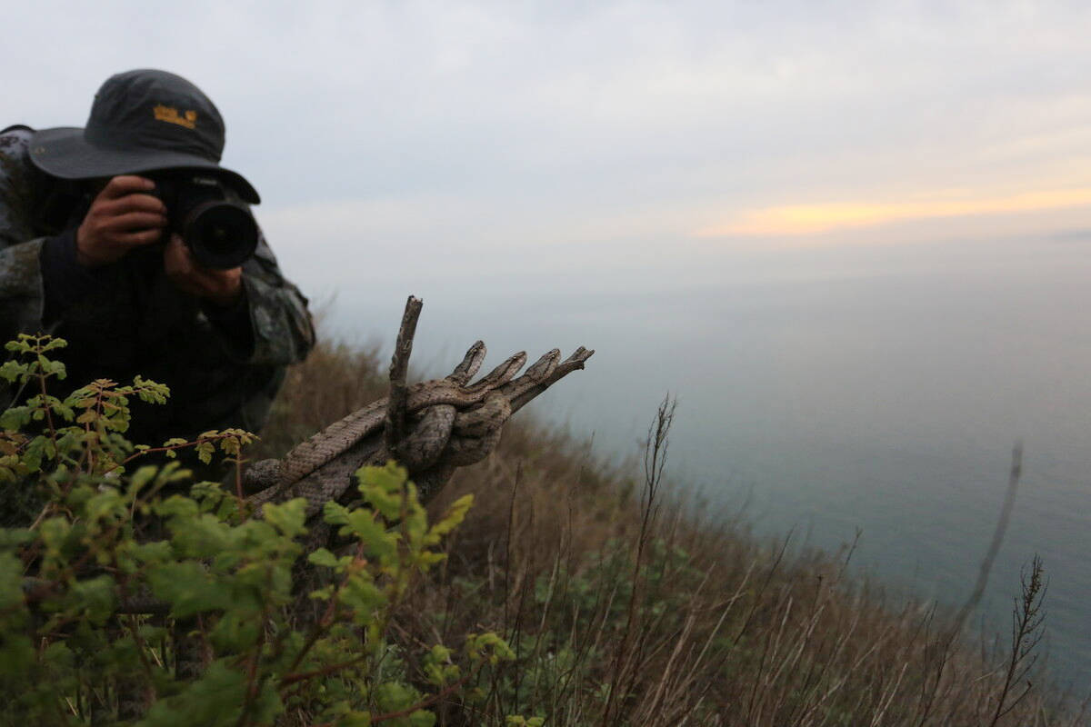 大連蛇島四面環海,食物匱乏,島內兩萬條劇毒蝮蛇靠吃什麼為生?_候鳥