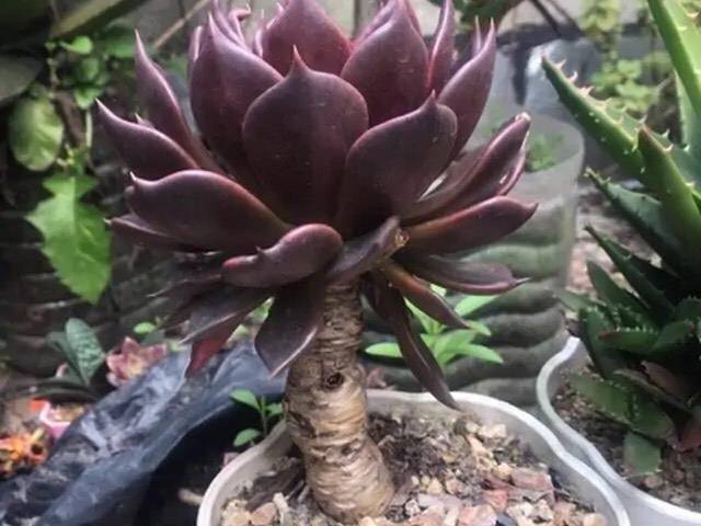 多肉叶插苗怎么养好 8266530755fe45e3b35004f13ca5b611.jpeg