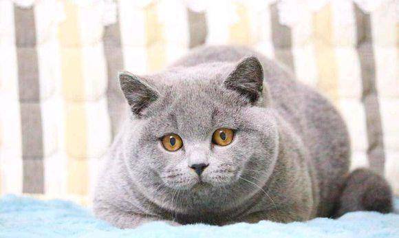 美短和狸花猫的区别 美国短毛猫真的是美国猫吗 头部