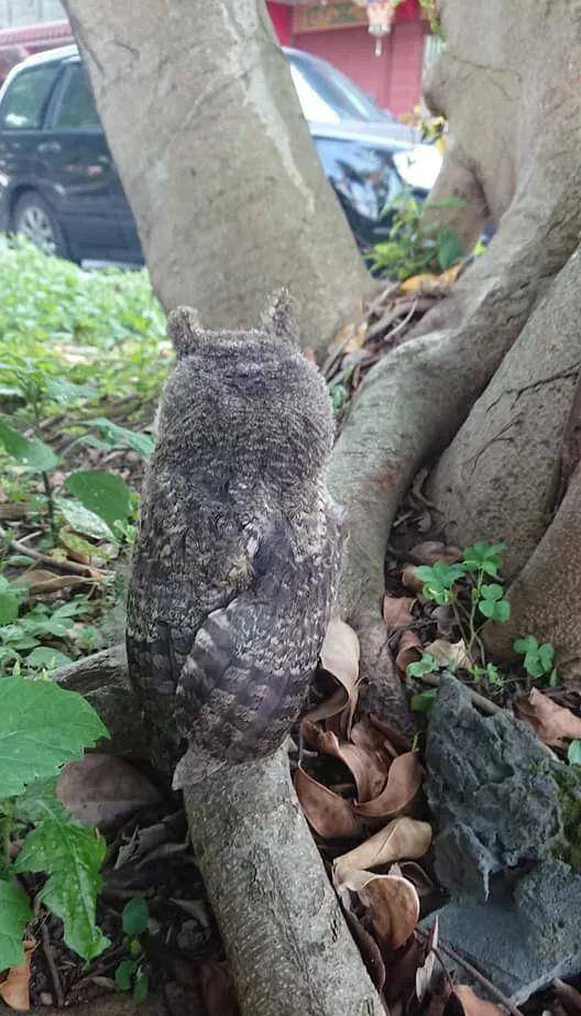 咕咕叫的是什么猫头鹰 f335ba914b0c40be9aaba4eb94938552.jpeg