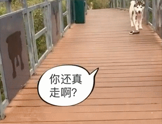 天黑二哈在公園賴著不回家，主人的反應看呆路人：耍賴碰上耍橫的 萌趣萌寵 第3张