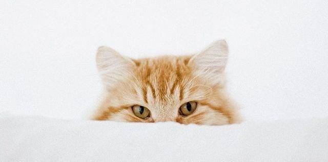 猫的秘密 关于猫耳朵的5个惊人事实 猫咪