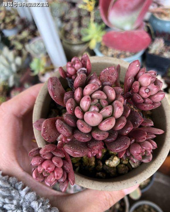 高温季节到了 多肉应该怎么养 采用 喂饱法 度夏更容易 水分