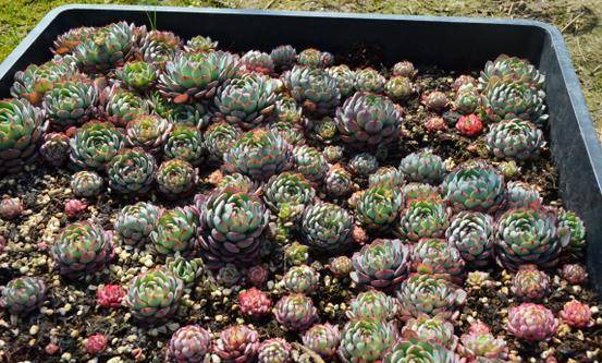 多肉种子播种时间 624b8d6d8e754685828ff8e4ab8a9550.jpeg