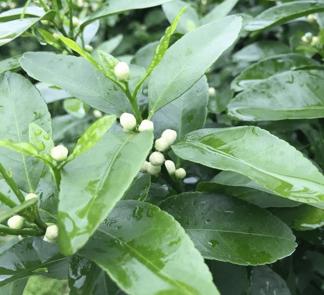 花果期管理不用愁 柑 橘 橙 柚最全保花保果方案都在这 谢花