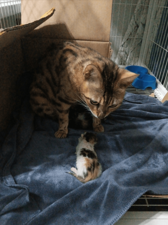 女孩的豹猫被霍霍了,生下一窝三花猫,凶手果然是经常喂的流浪猫