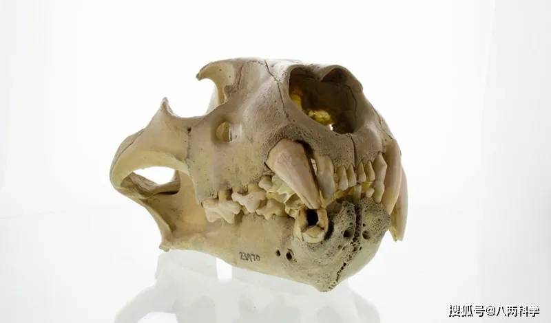 动物学家布鲁斯·帕特森(bruce patterson)对两头食人狮的头骨进行