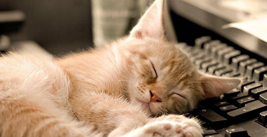 怎样才能让猫咪快速信任你 381c574d6df64c42855064fcca99994f.jpeg