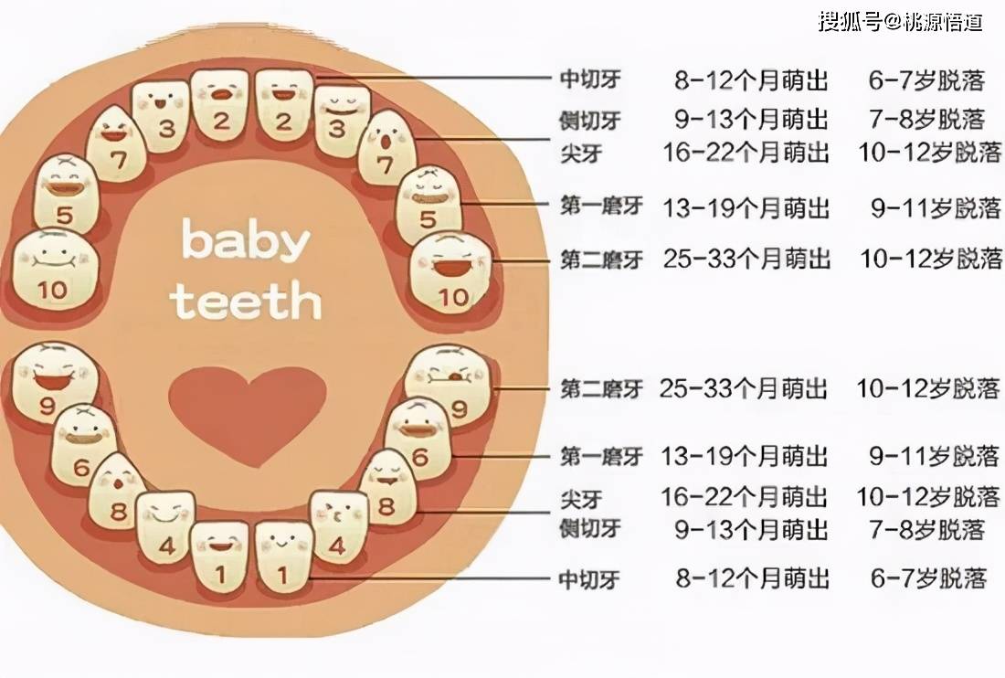图解小孩换牙的顺序图片
