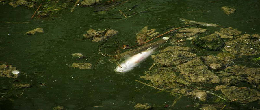 吃魚對身體好處很多但是如今這麼多被汙染的魚野生魚已經變得不再營養