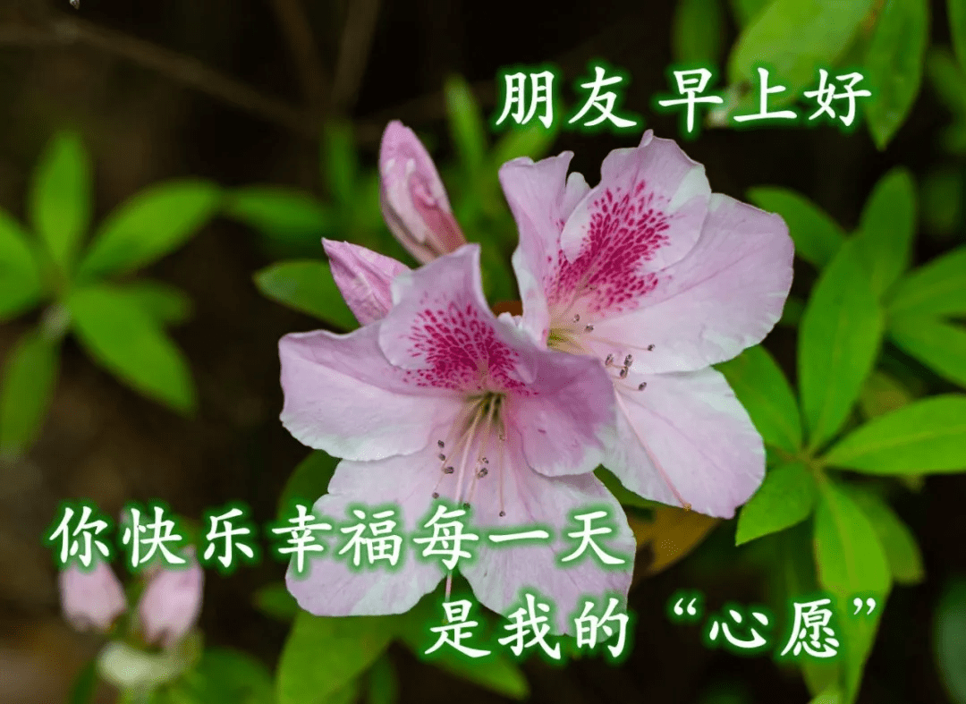 原创非常好看早晨早安问候语暖心的早上好问候祝福语图片