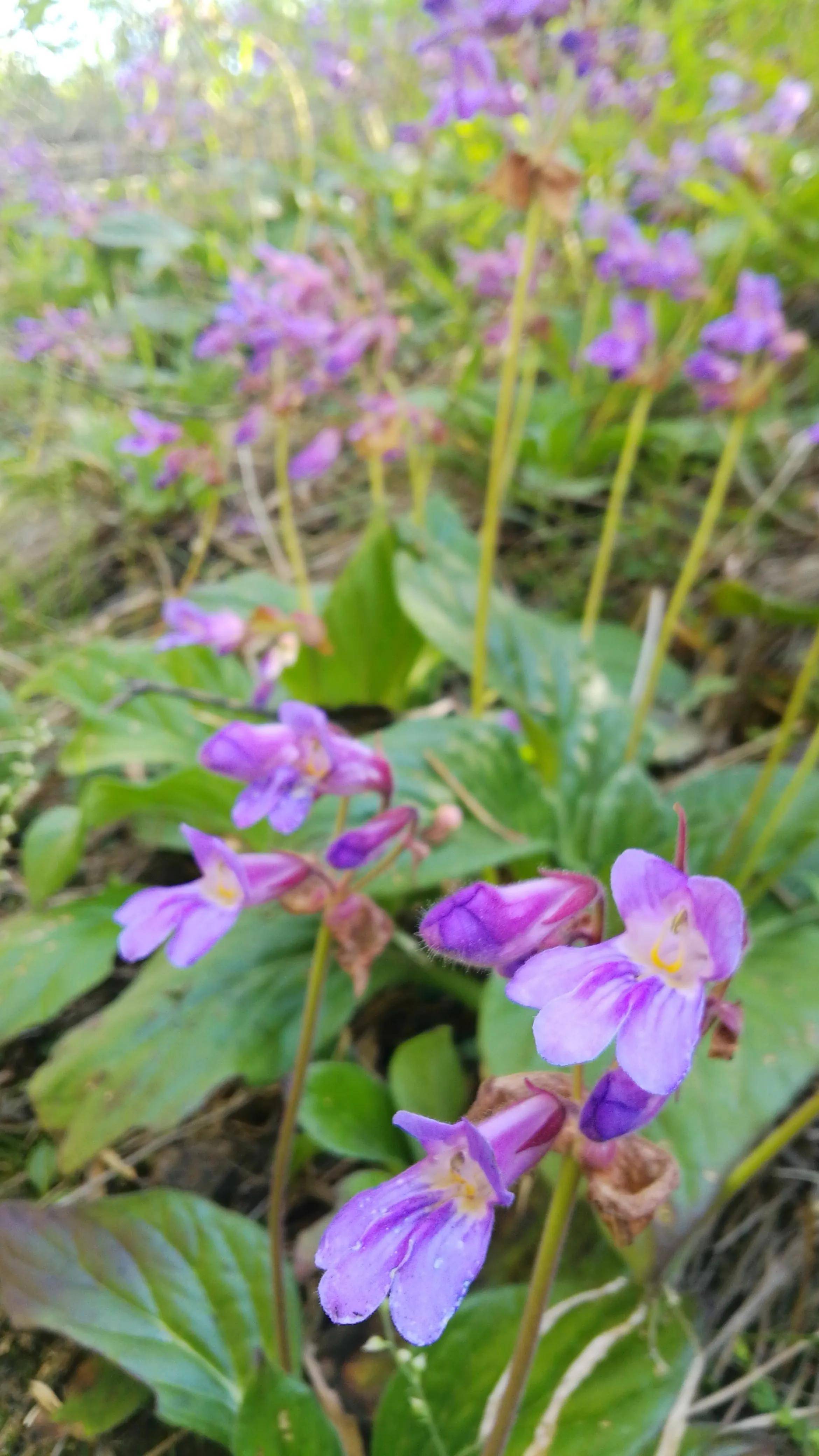 牛耳朵花图片大全图片