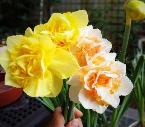 8日开始 养花试试这几款 四季有花开 花香四溢飘满屋 美 养护