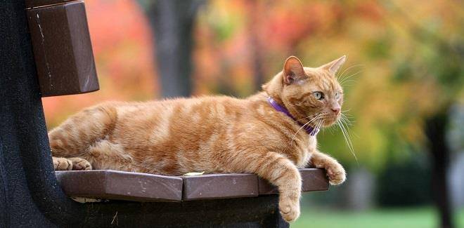 三花|土猫一点也不土，带你认识真正的中华田园猫
